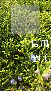 信用卡逾期怎么能把賬單拿出來(lái)(過(guò)期的信用卡能查出賬單?)