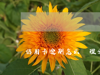 信用卡逾期怎么處理分期(分期付款逾期怎么辦)