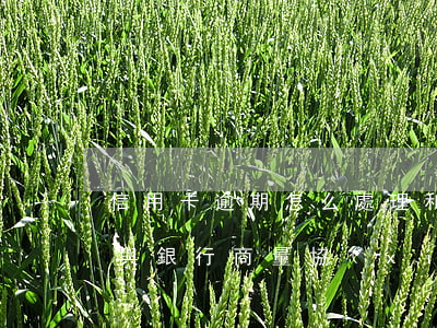 信用卡逾期怎么處理和協(xié)商(怎么與銀行商量協(xié)商信用卡逾期還款事宜)