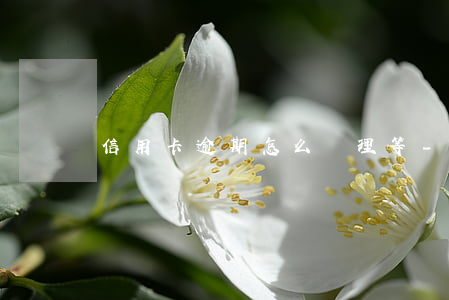 信用卡逾期怎么處理等-信用卡 還款 逾期