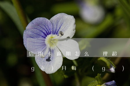 信用卡逾期怎么處理超過(guò)三個(gè)月(每個(gè)月信用卡逾期三天)