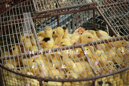 信用卡逾期怎么處罰罰息(信用卡逾期罰金和利息怎么算)