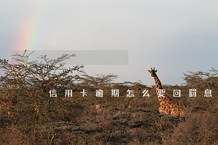 信用卡逾期怎么要回罰息(信用卡 逾期利息)