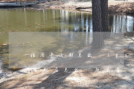 信用卡逾期怎么規(guī)劃還款(信用卡逾期后怎么還款最合適?)