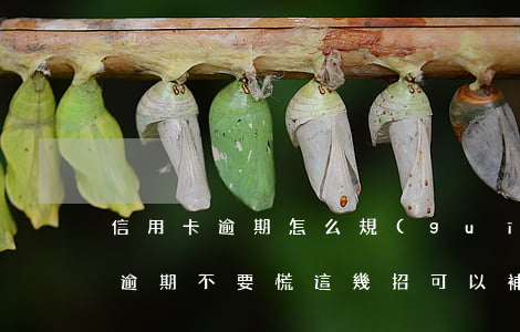 信用卡逾期怎么規(guī)避惡意(信用卡逾期?不要慌,這幾招可以補(bǔ)救!)