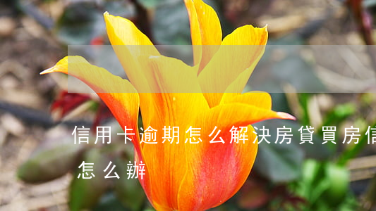 信用卡逾期怎么解決房貸(買房信用卡有逾期怎么辦)