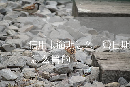 信用卡逾期怎么計算日期(信用卡逾期次數是怎么算的)