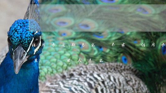 信用卡逾期怎么讓不家訪(信用卡逾期銀行一直騷擾家人怎么辦)
