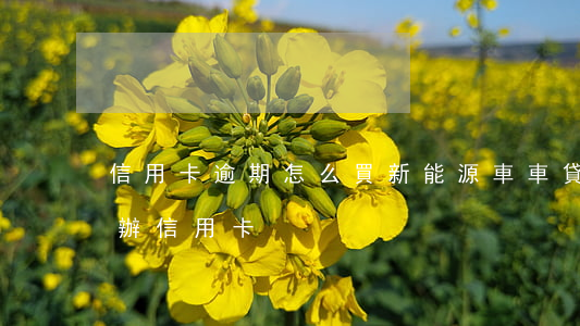 信用卡逾期怎么買新能源車(車貸逾期能不能辦信用卡)