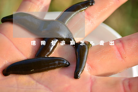 信用卡逾期怎么走出來