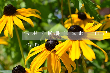 信用卡逾期怎么起訴自己(法院如何判信用卡逾期)