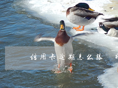 信用卡逾期怎么跟銀行停息掛賬