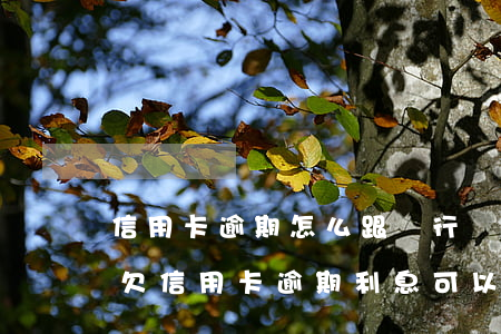 信用卡逾期怎么跟銀行協(xié)商免息(欠信用卡逾期利息可以協(xié)商嗎)