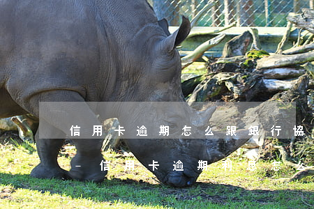 信用卡逾期怎么跟銀行協(xié)商還款-信用卡逾期利息怎么減免