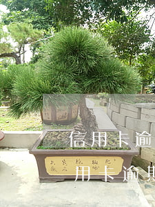信用卡逾期怎么跟银行协商个性化分期-信用卡逾期怎么跟银行协商个性化分期还款