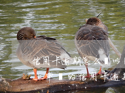信用卡逾期怎么辦以舉報嗎(網(wǎng)上申請的信用卡逾期了會怎么樣)