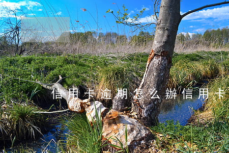 信用卡逾期怎么辦（信用卡逾期后用不了了）