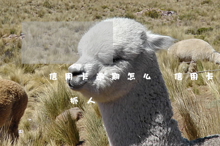 信用卡逾期怎么辦（信用卡逾期還了怎么還要說抓人）