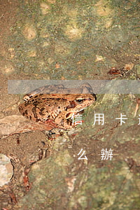 信用卡逾期怎么辦大神支招(用信用卡逾期怎么辦)