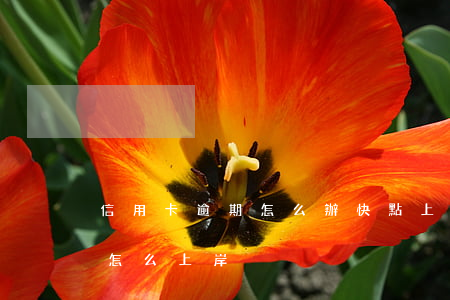信用卡逾期怎么辦快點上岸(欠信用卡錢太多怎么上岸)