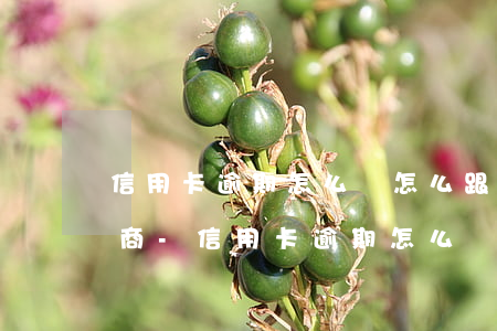 信用卡逾期怎么辦怎么跟銀行協(xié)商-信用卡逾期怎么辦怎么跟銀行協(xié)商還款
