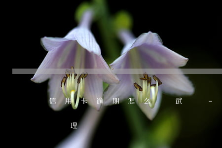 信用卡逾期怎么辦武漢-最新的信用卡逾期處理