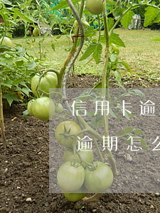 信用卡逾期怎么辦理停息分期還款-信用卡逾期怎么辦理停息分期還款業(yè)務(wù)