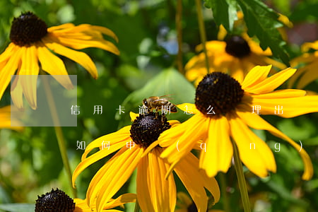 信用卡逾期怎么辦理出國(guó)(有逾期如何申請(qǐng)信用卡)