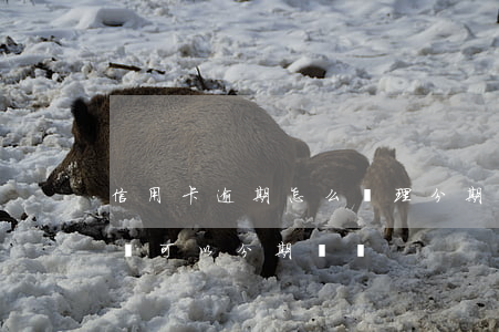 信用卡逾期怎么辦理分期還款(信用卡逾期了還可以分期還嗎)