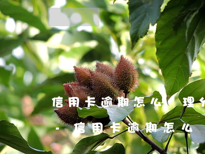 信用卡逾期怎么辦理分期還款手續(xù)-信用卡逾期怎么辦理分期還款手續(xù)費(fèi)