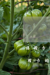 信用卡逾期怎么辦還不起來(lái)(欠信用卡的錢(qián)逾期3個(gè)月了還不上怎么辦)