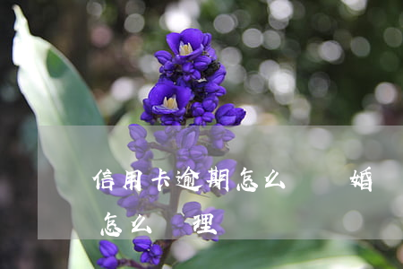 信用卡逾期怎么辦離婚證(欠銀行信用卡離婚怎么處理)