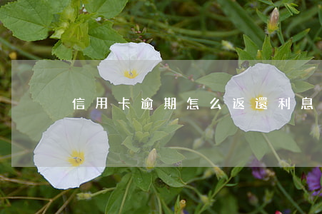 信用卡逾期怎么返還利息(信用卡 逾期利息)