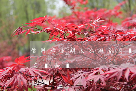 信用卡逾期怎么避免自動扣費(欠信用卡銀行自動扣錢)