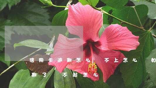 信用卡逾期怎么還不上怎么辦(如果信用卡逾期了還不起怎么辦)