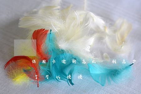 信用卡逾期怎么還利息少(欠信用卡的錢逾期了可以慢慢還嗎)