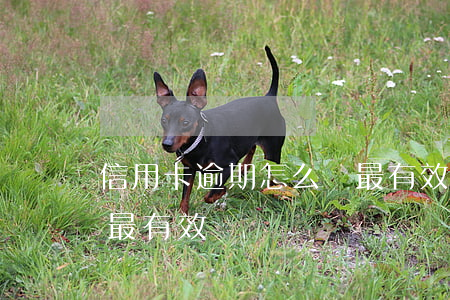 信用卡逾期怎么還最有效(信用卡逾期怎么還最有效)