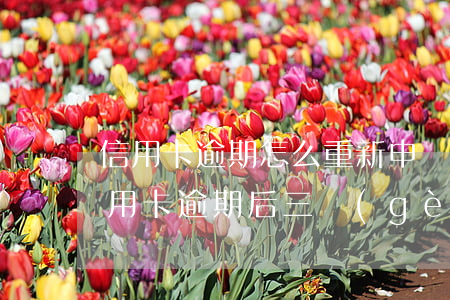 信用卡逾期怎么重新申請(qǐng)嗎(信用卡逾期后三個(gè)月可以重新申請(qǐng)信用卡嗎)