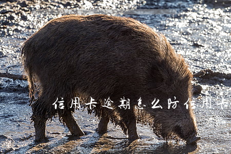 信用卡逾期怎么防(信用卡逾期怎么防止被起訴)