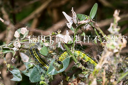 信用卡逾期怎样不会坐牢