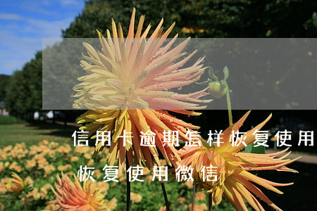 信用卡逾期怎样恢复使用-信用卡逾期怎样恢复使用微信