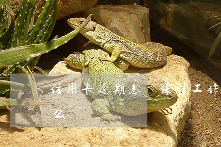 信用卡逾期怎樣保住工作(信用卡逾期了該怎么辦)