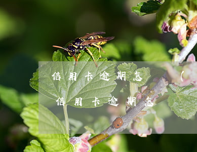 信用卡逾期怎樣協(xié)商還款最快-信用卡逾期怎樣協(xié)商還款最快最有效