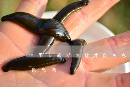 信用卡逾期怎樣才能免息 貸款逾期可以申請免息嗎