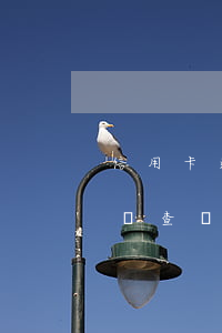 信用卡逾期怎樣查詢銀行報案（信用卡逾期怎樣查詢銀行報案）