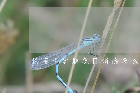 信用卡逾期怎樣消除(怎么注銷逾期信用卡)