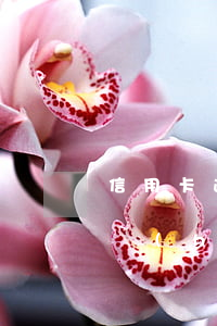 信用卡逾期怎樣減免分期(銀監(jiān)會(huì)關(guān)于信用卡逾期后可以分期減免嗎)
