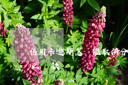 信用卡逾期怎樣能取消分期 逾期的信用卡怎么還款