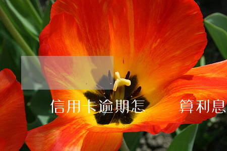 信用卡逾期怎樣計算利息 逾期利息的計算