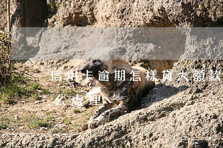 信用卡逾期怎樣貸大額款(信用卡小額逾期怎么處理)